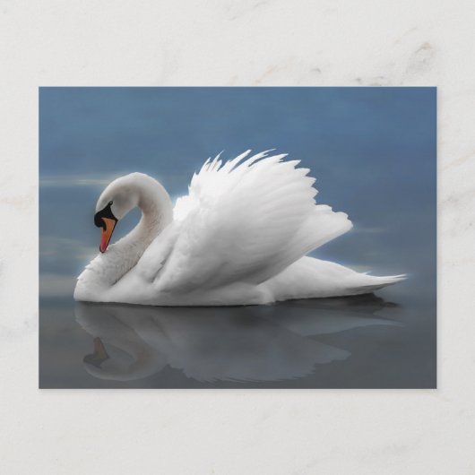 Carte Postale Swan (Devant)