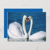 Carte postale Swan (Devant / Derrière)