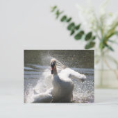 Carte postale Swan (Debout devant)