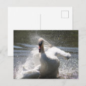 Carte postale Swan (Devant / Derrière)