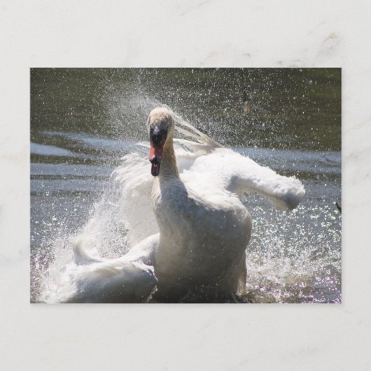 Carte postale Swan (Devant)