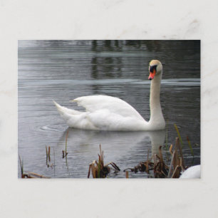 Carte postale Swan