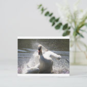 Carte postale Swan (Debout devant)