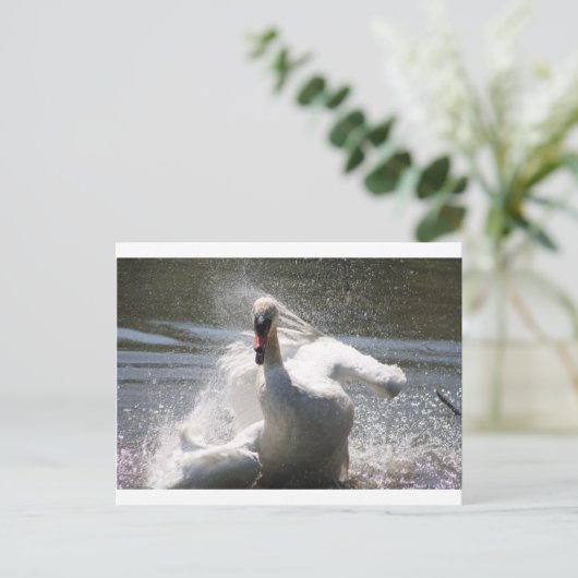 Carte postale Swan (Debout devant)