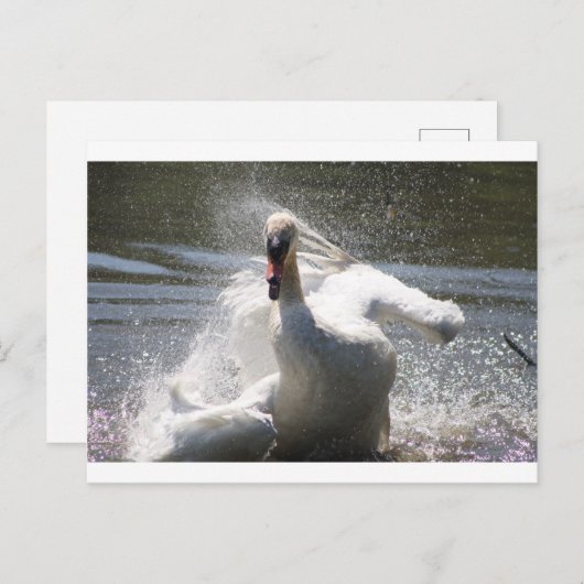 Carte postale Swan (Devant / Derrière)