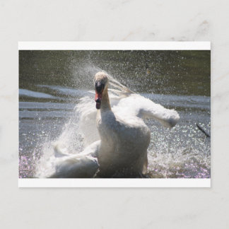 Carte postale Swan