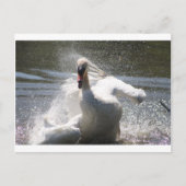 Carte postale Swan (Devant)