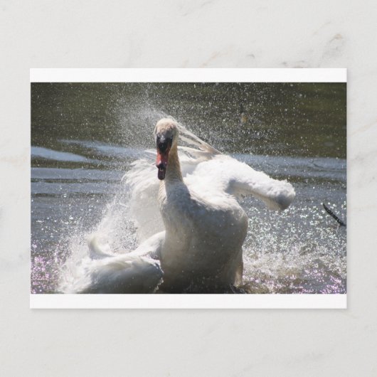 Carte postale Swan (Devant)