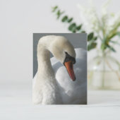Carte Postale Swan (Debout devant)