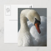 Carte Postale Swan (Devant / Derrière)