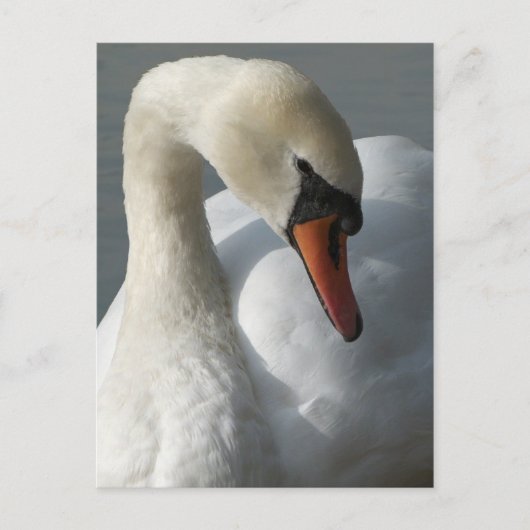Carte Postale Swan (Devant)