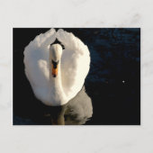 Carte Postale Swan (Devant)