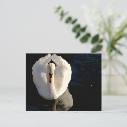 Carte Postale Swan (Debout devant)