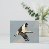 Carte Postale Swan (Debout devant)