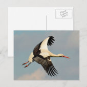 Carte Postale Swan (Devant / Derrière)