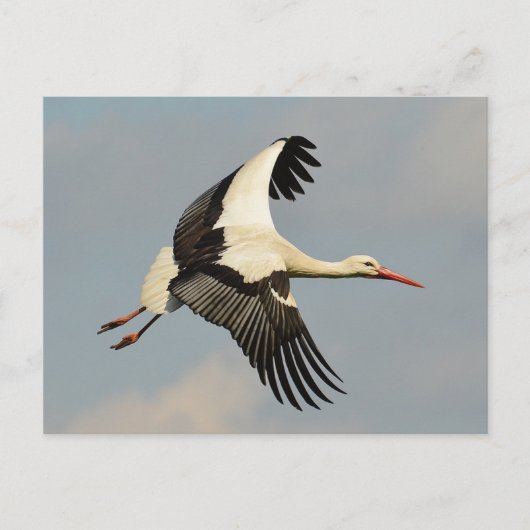 Carte Postale Swan (Devant)