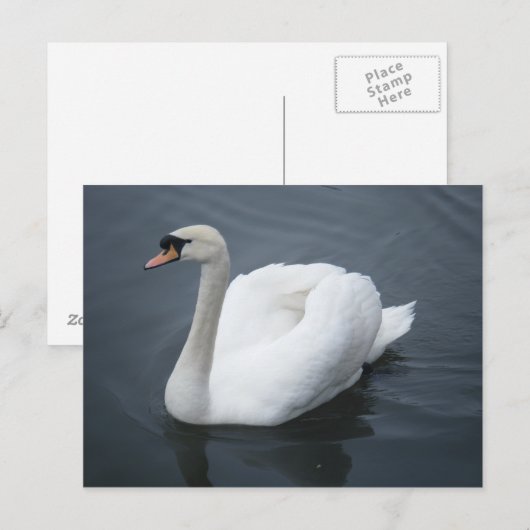 Carte postale - Swan (Devant / Derrière)