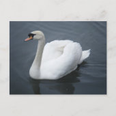 Carte postale - Swan (Devant)