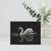 Carte Postale Swan (Debout devant)