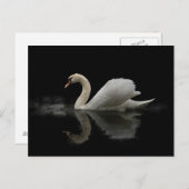 Carte Postale Swan (Devant / Derrière)