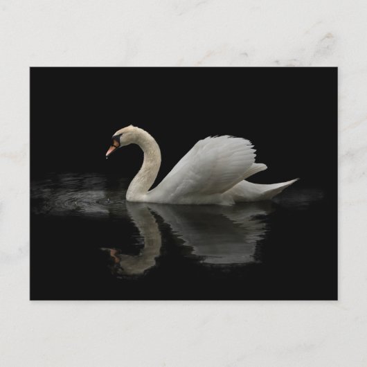Carte Postale Swan (Devant)