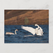 Carte Postale Swan (Devant)