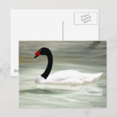 Carte postale Swan (Devant / Derrière)