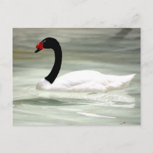Carte postale Swan