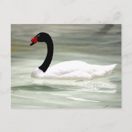 Carte postale Swan (Devant)