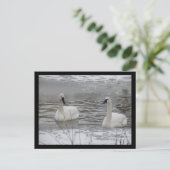 Carte postale Swan (Debout devant)