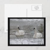 Carte postale Swan (Devant / Derrière)