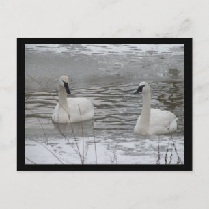 Carte postale Swan