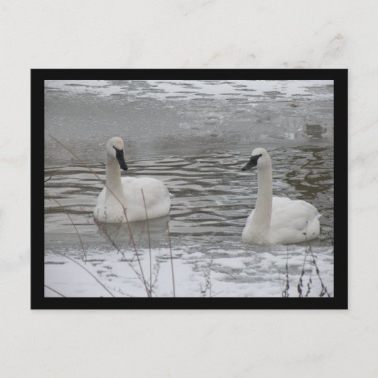 Carte postale Swan (Devant)