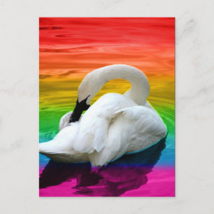 Carte Postale Swan arc-en-ciel