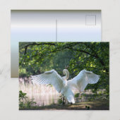 Carte Postale Swan avec ailes étalées (Devant / Derrière)