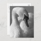 Carte Postale Swan B&W (Devant / Derrière)