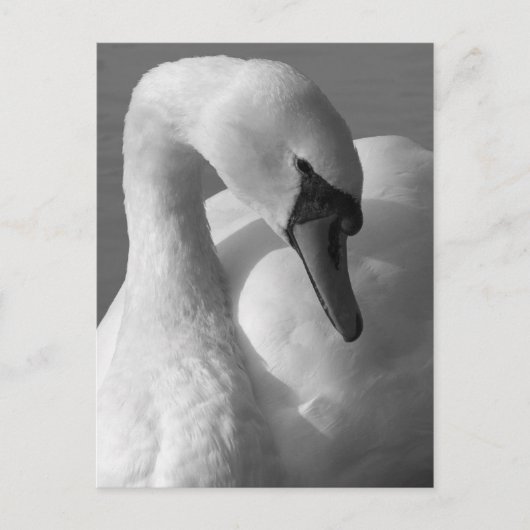 Carte Postale Swan B&W (Devant)