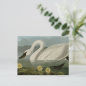 Carte Postale Swan commun (Debout devant)