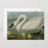 Carte Postale Swan commun (Devant / Derrière)