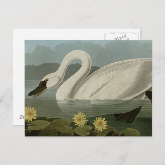 Carte Postale Swan commun (Devant / Derrière)