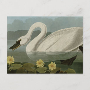 Carte Postale Swan commun