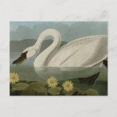 Carte Postale Swan commun (Devant)