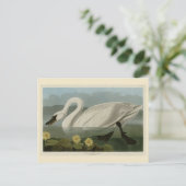 Carte Postale Swan commun américain - Les oiseaux d'Amérique d'A (Debout devant)