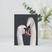 Carte postale Swan Couple (Debout devant)
