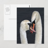 Carte postale Swan Couple (Devant / Derrière)