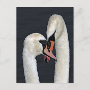 Carte postale Swan Couple