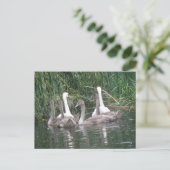 Carte postale Swan et Cygnets (Debout devant)