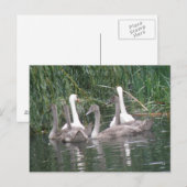 Carte postale Swan et Cygnets (Devant / Derrière)