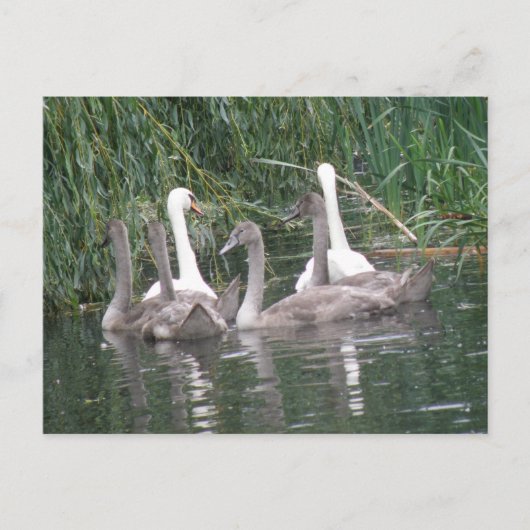 Carte postale Swan et Cygnets (Devant)