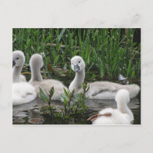 Carte Postale Swan in Wonder (Devant)